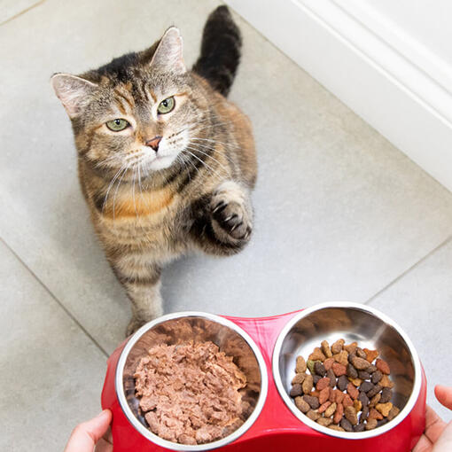 Can Cats Eat Chocolate All You Need to Know Purina